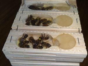 Пчел пытались нелегально вывезти из Украины Пчел пытались нелегально вывезти из Украины