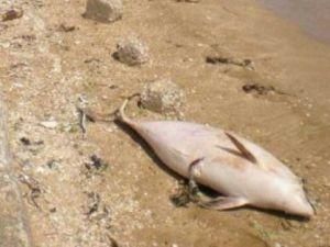 У Криму на берег моря викинуло 150 дельфінів