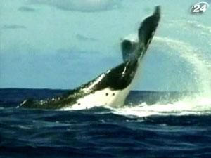 Главное правило в спасении китов - мокрая кожа Главное правило в спасении китов - мокрая кожа