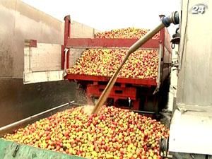 Урожай яблок в 2012 году вырастет на 10-15%