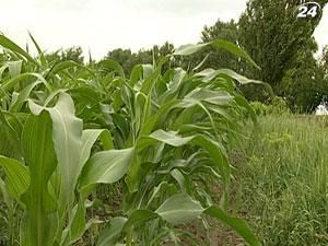 ПФТС будет торговать фьючерсами на поставку зерна и кукурузы