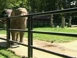 В Польше результаты матчей Евро-2012 будет предсказывать слон В Польше результаты матчей Евро-2012 будет предсказывать слон