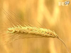 Цены на пшеницу выросли до рекордной отметки впервые за 8 месяцев