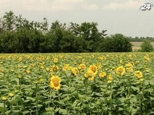 Рекордного врожаю соняшнику в Україні цього року не буде