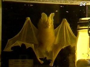 В Британском музее естествознания хотят сохранить генный код животных, которые исчезают В Британском музее естествознания хотят сохранить генный код животных, которые исчезают