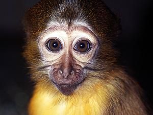 Мавпа-оракул Фаня пророчить перемогу на "Євробаченні" "Бурановським бабусям" Мавпа-оракул Фаня пророчить перемогу на "Євробаченні" "Бурановським бабусям"