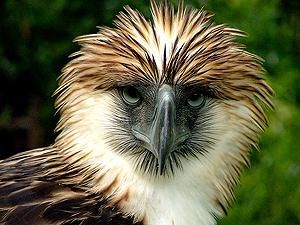 Філіппінського фермера оштрафували за підсмаженого орла Філіппінського фермера оштрафували за підсмаженого орла