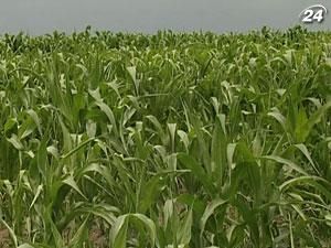 Україна експортує до Китаю 3 млн тонн кукурудзи Україна експортує до Китаю 3 млн тонн кукурудзи