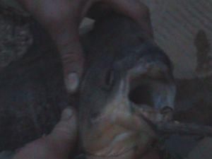 На Київщині на вудочку упіймали піранью (ВІДЕО) На Київщині на вудочку упіймали піранью (ВІДЕО)