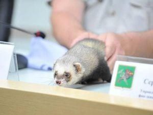 Тхір-віщун передбачатиме результати матчів на ЄВРО-2012 у Харкові Тхір-віщун передбачатиме результати матчів на ЄВРО-2012 у Харкові