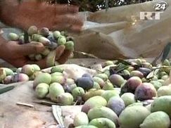 Ціни на оливкову олію впали до мінімуму за 10 років 