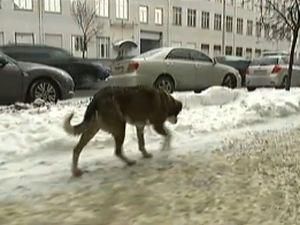 В інтернеті поширюють відео про вбивство тварин напередодні ЄВРО-2012