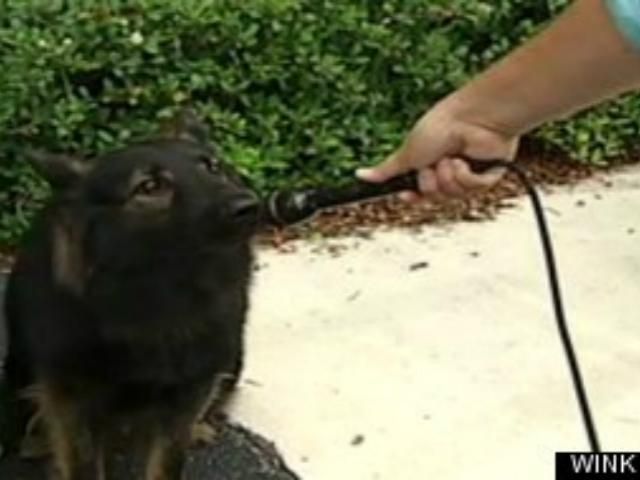 У США собаку запросили свідчити у суді У США собаку запросили свідчити у суді