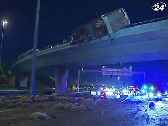 В Австралії фура, яка перевозила овець, перекинулася на автомобілі В Австралії фура, яка перевозила овець, перекинулася на автомобілі