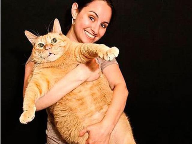 15-кілограмовий кіт претендує на звання найтовстішого 15-кілограмовий кіт претендує на звання найтовстішого