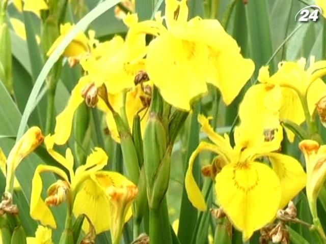 Туристи приїжджають на Вінниччину подивитись на галявину диких ірисів Туристи приїжджають на Вінниччину подивитись на галявину диких ірисів