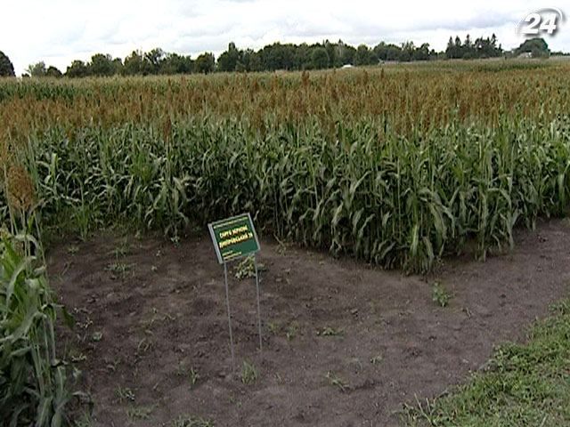 Эксперт: Без "помощи" государства агропромышленный комплекс развивался бы быстрее Эксперт: Без "помощи" государства агропромышленный комплекс развивался бы быстрее