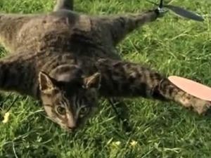 Художник своего мертвого кота превратил в квадролет Художник своего мертвого кота превратил в квадролет