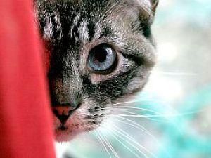 В Японии ввели комендантский час для животных В Японии ввели комендантский час для животных