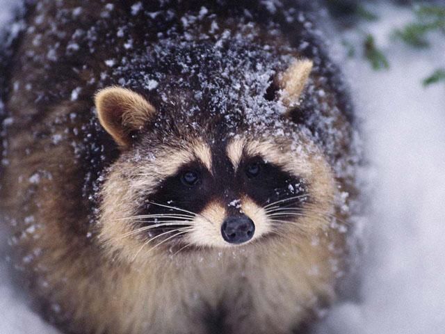 Енот оставил несколько тысяч канадцев без света Енот оставил несколько тысяч канадцев без света