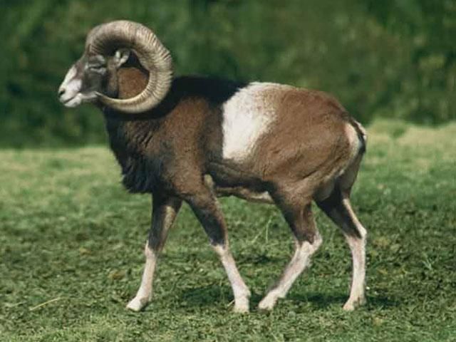 Італія продаватиме рідкісних баранів, щоб погасити держборг Італія продаватиме рідкісних баранів, щоб погасити держборг