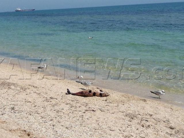 Біля Одеси гниють мертві дельфіни Біля Одеси гниють мертві дельфіни