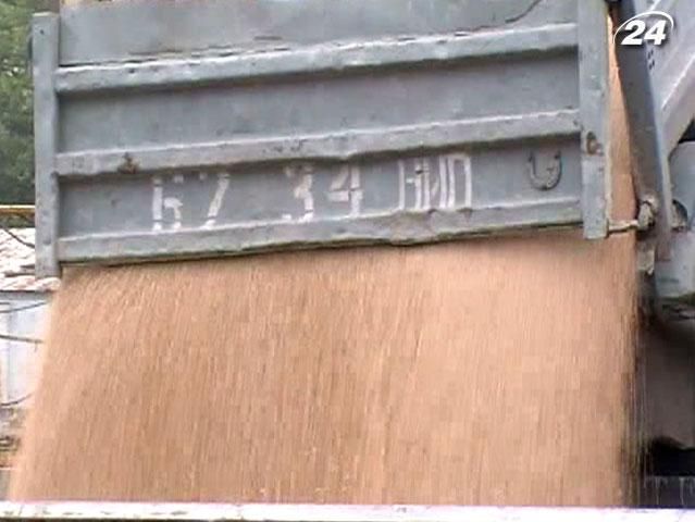 Українську пшеницю вивели на Чиказьку біржу Українську пшеницю вивели на Чиказьку біржу