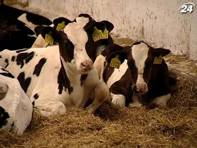 За задержки в дотировании молодняка крупного рогатого скота будут наказывать За задержки в дотировании молодняка крупного рогатого скота будут наказывать