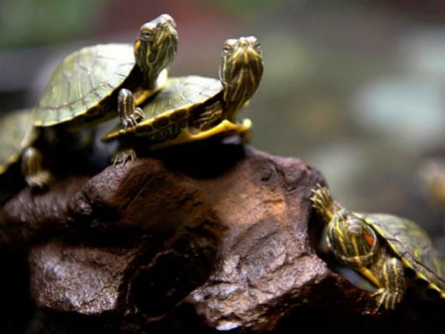 Украинец пытался ввезти в Польшу 197 черепах Украинец пытался ввезти в Польшу 197 черепах