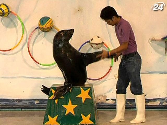 В Таиланде появился футбольный прогнозист - морской лев Тик В Таиланде появился футбольный прогнозист - морской лев Тик