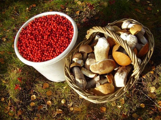 На Хмельнитчине собранные грибы и ягоды теперь будут облагать налогом