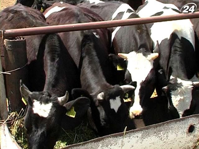 Крестьяне будут терять 500 млн грн ежегодно из-за ценового регулирования Крестьяне будут терять 500 млн грн ежегодно из-за ценового регулирования