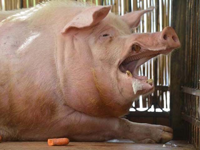 Свиня-віщун передбачив перемогу для Росії та Польщі у перших матчах ЄВРО-2012 Свиня-віщун передбачив перемогу для Росії та Польщі у перших матчах ЄВРО-2012