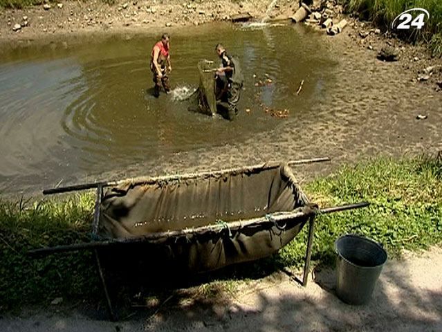 Української риби на вітчизняних прилавках побільшає Української риби на вітчизняних прилавках побільшає