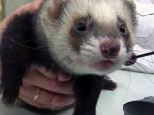 Хряк-вещун и хорек Фред прогнозируют победу Дании и Германии Хряк-вещун и хорек Фред прогнозируют победу Дании и Германии