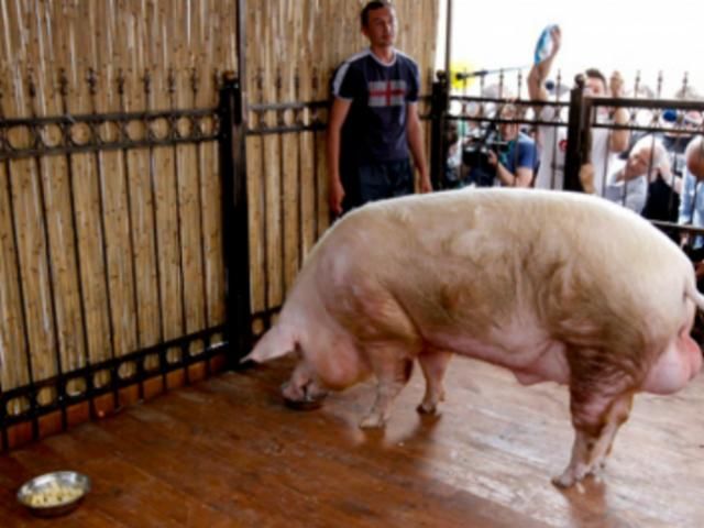 Хряк Фунтик предсказал победу Швеции, а хорек Фред - Украины Хряк Фунтик предсказал победу Швеции, а хорек Фред - Украины