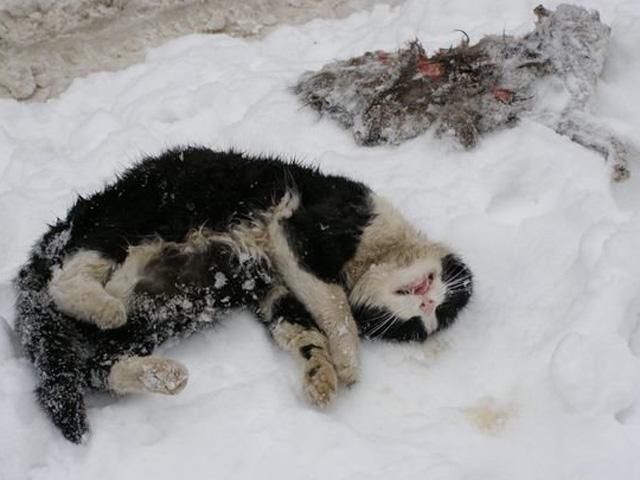 Киевского убийцу животных осудили на 4 года Киевского убийцу животных осудили на 4 года