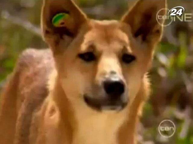 Через 30 років суд визнав собаку динго винною у вбивстві немовляти Через 30 років суд визнав собаку динго винною у вбивстві немовляти
