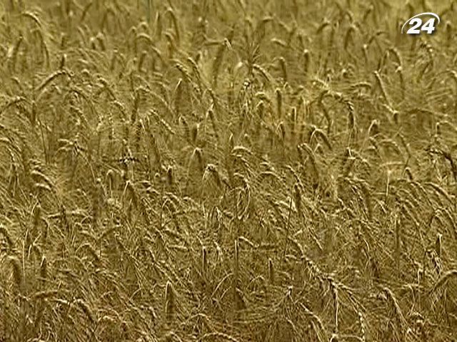 Аграрний фонд закупить близько 1 млн т зерна за спотовими цінами Аграрний фонд закупить близько 1 млн т зерна за спотовими цінами