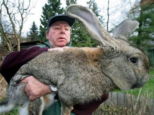 Канадійка утримувала 1100 кроликів у неналежних умовах