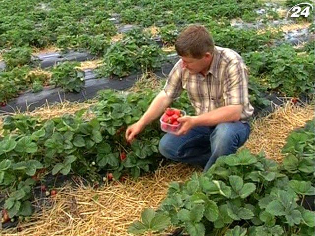 УКАБ: Убытки агропроизводителей от непогоды составили 300 млн грн. УКАБ: Убытки агропроизводителей от непогоды составили 300 млн грн.