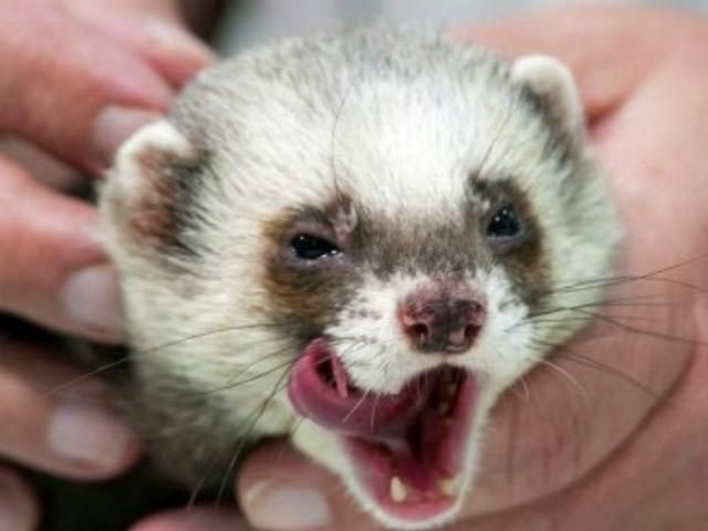 Тхір Фред та кнур Фунтик "пророкують" збірній України перемогу над Францією Тхір Фред та кнур Фунтик "пророкують" збірній України перемогу над Францією