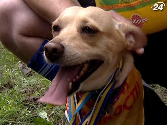 У Києві відбулась незвична виставка собак У Києві відбулась незвична виставка собак