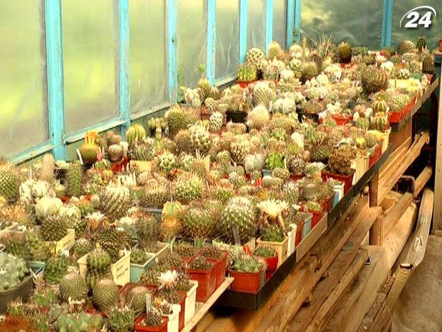 За почти 50 лет мужчина собрал более 2 тысяч кактусов За почти 50 лет мужчина собрал более 2 тысяч кактусов