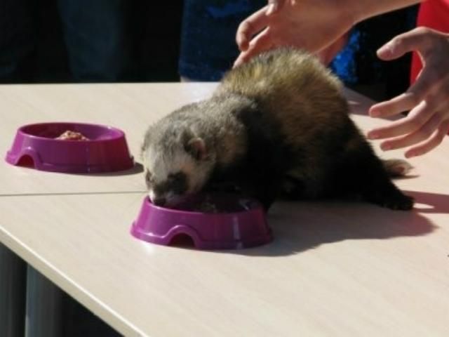 Тхір Фред "пророкує" перемогу Голландії та Німеччини Тхір Фред "пророкує" перемогу Голландії та Німеччини