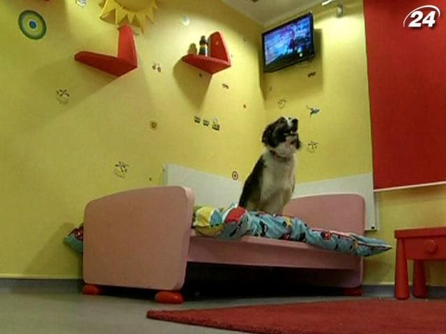 В Уельсі працює п’ятизірковий готель для собак