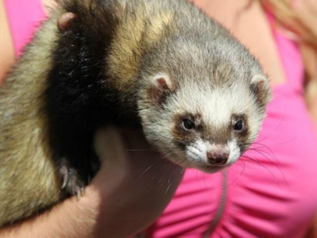 Тхір Фред передбачив перемогу збірних Італії та Іспанії Тхір Фред передбачив перемогу збірних Італії та Іспанії