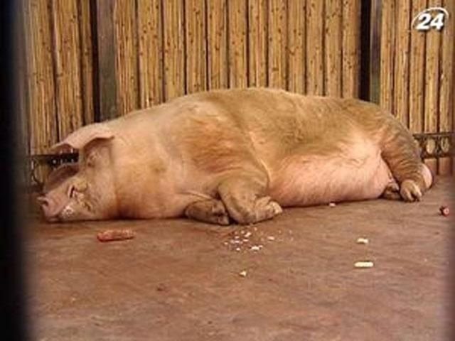 Хряк-прорицатель предсказал победу Украины и Швеции Хряк-прорицатель предсказал победу Украины и Швеции