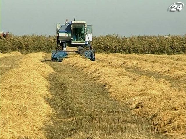 Врожай зернових у 2012 році становитиме 45-50 млн тонн
