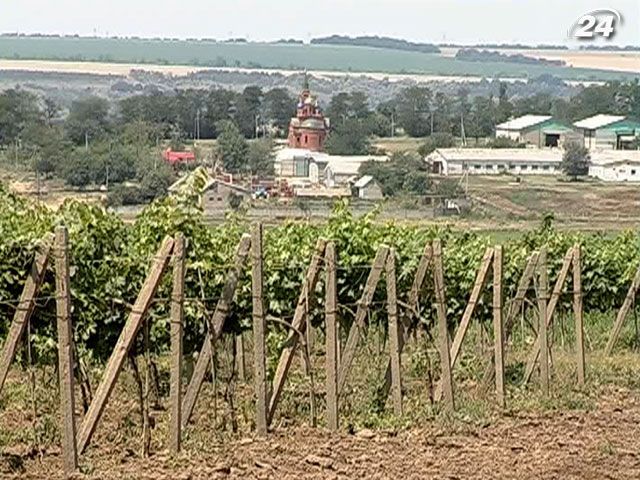 40 человек, которые работали на виноградниках, оказались в больнице 40 человек, которые работали на виноградниках, оказались в больнице